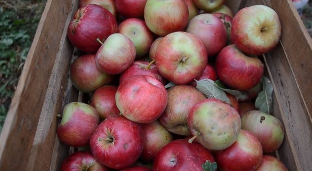 jabolka-39ikddih103fu2p7op0h6o.jpg