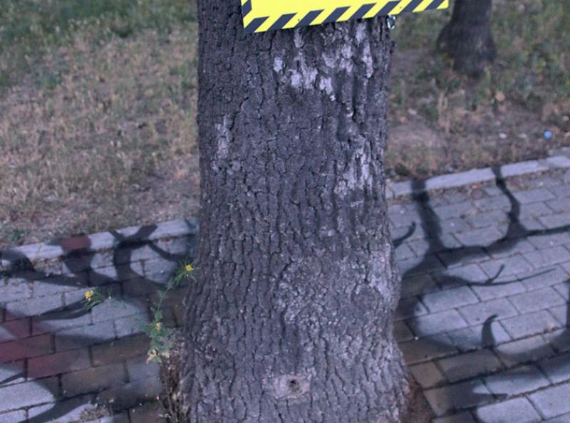 Skopskite Drvja Vo Sindziri 10